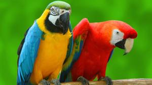 Виды попугаев.Птицы джунглей.