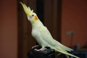 Уход за попугаем корелла