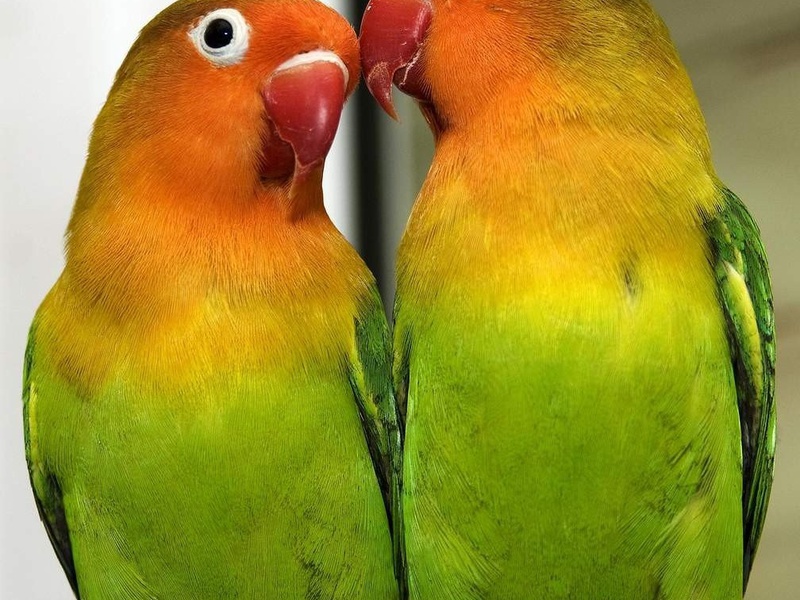 Попугаи неразлучники Пара попугаев неразлучников