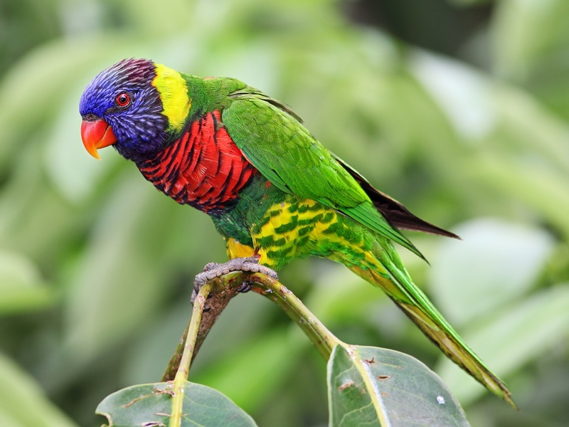 Попугай Лори Попугай Лори - радужный попугай