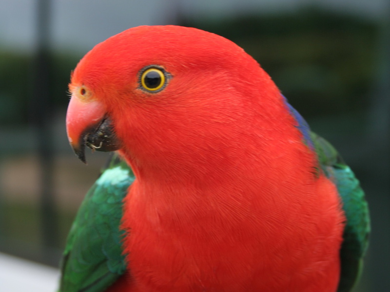 Красный попугай с зелеными крыльями Королевские попугаи