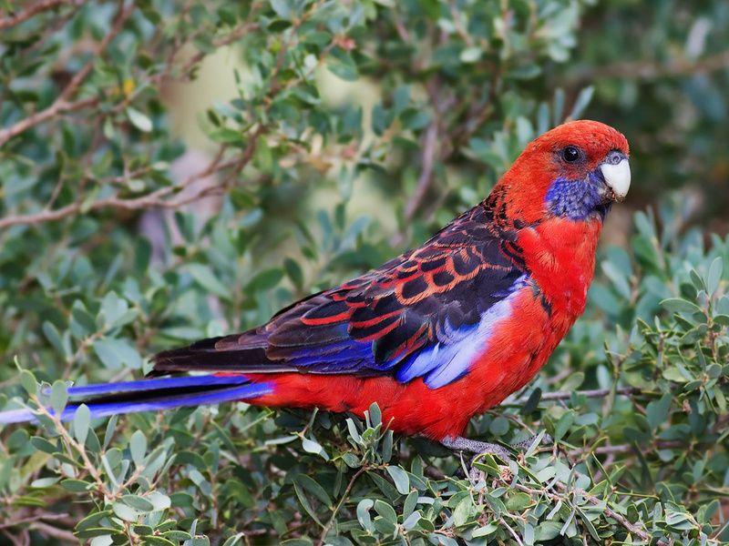 Красочный попугай Красный пестрый попугай
