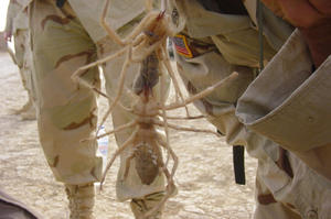 Верблюжий паук-самые большие и опасные пауки