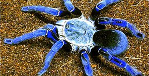 Большие и  опасные пауки