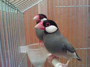 Внешний вид рисовой амадина