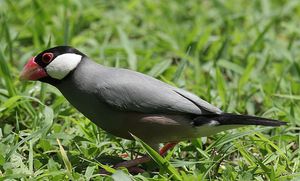 Как выглядит птичка амадина