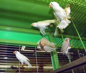 Как содержать амадин