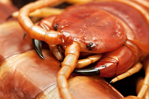 Опасен ли яд сколопендры